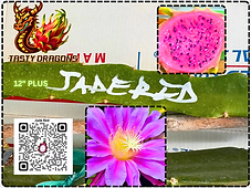 Jade Red Dragon Fruit STARTER | Tasty Dragons